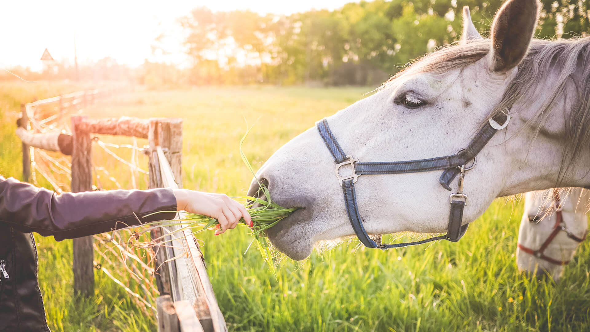 Physiotherapie für Pferde: Frau fütttert weißes Pferd auf der Weide