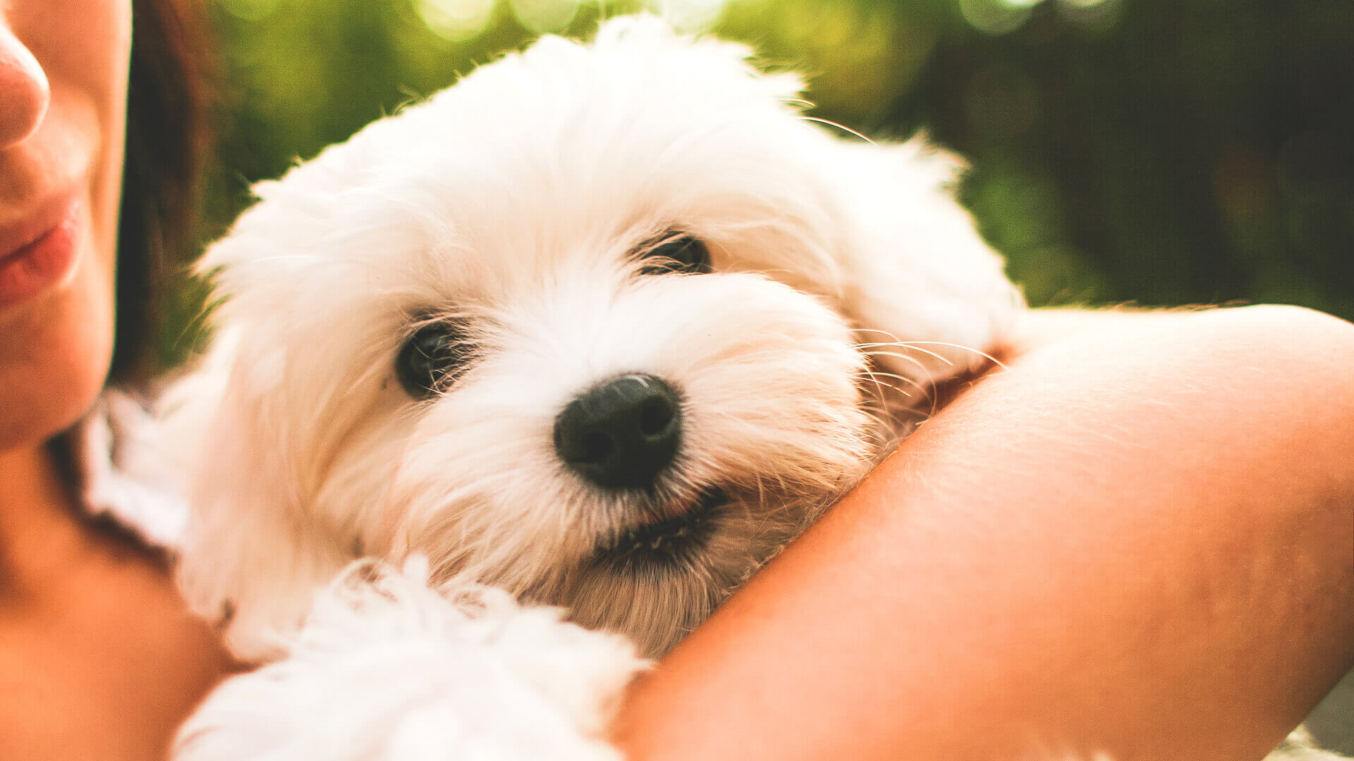 Spa-Paket mit Massage, Wellness und Wärme: Malteser Hundewelpe auf dem Arm einer Frau