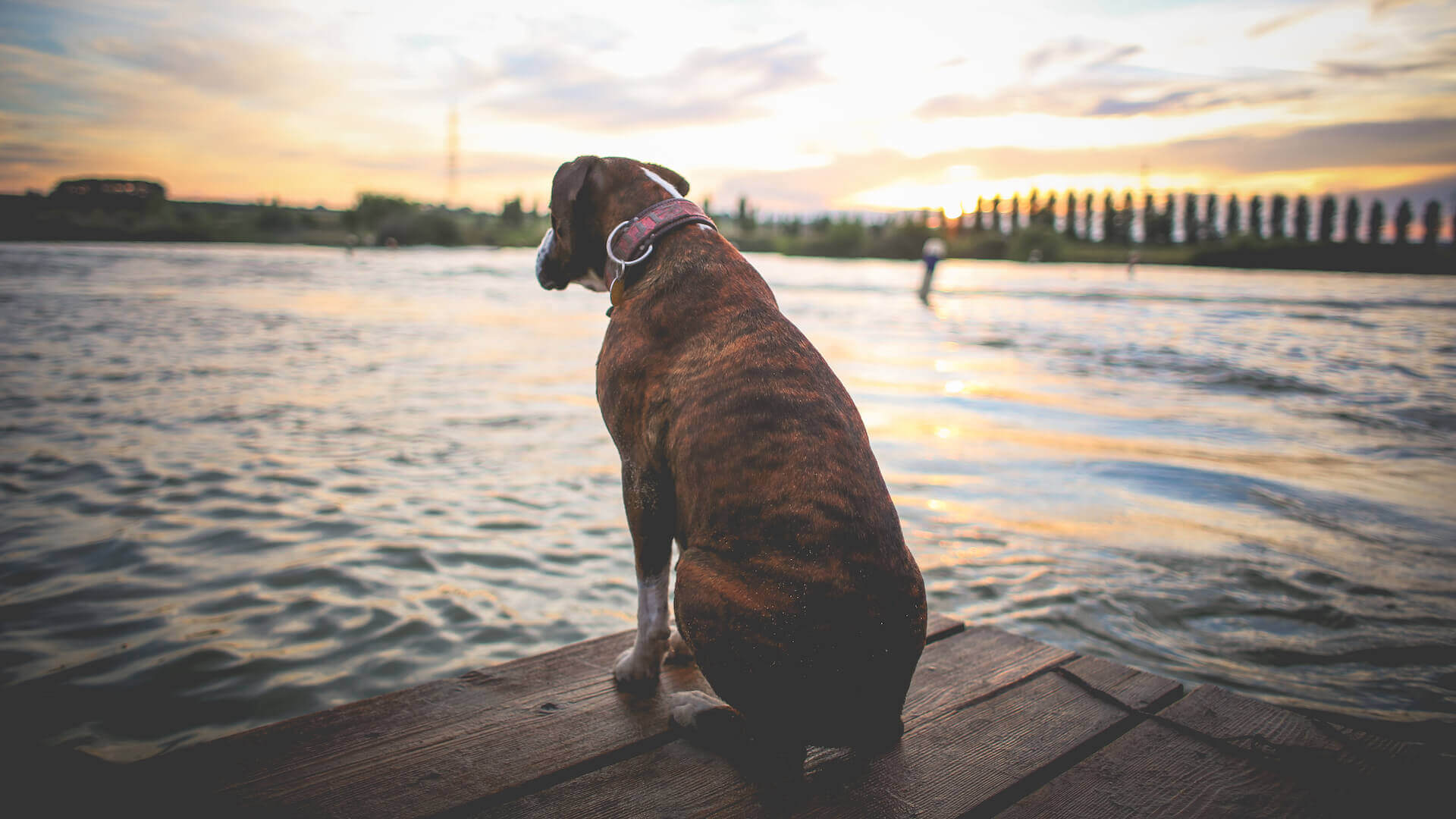 Senioren-Check-up: Großer Hund sitzt auf einem Steg und blickt auf einen See