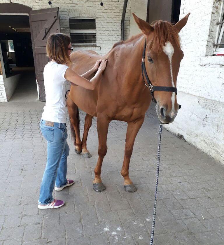 Physiotherapeutische Befunderhebung am Pferd