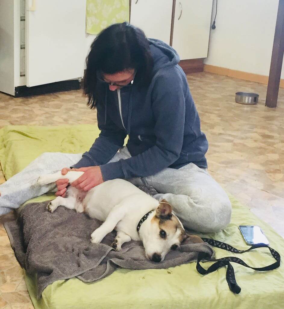 Hund Rocky bei der Physiotherapie